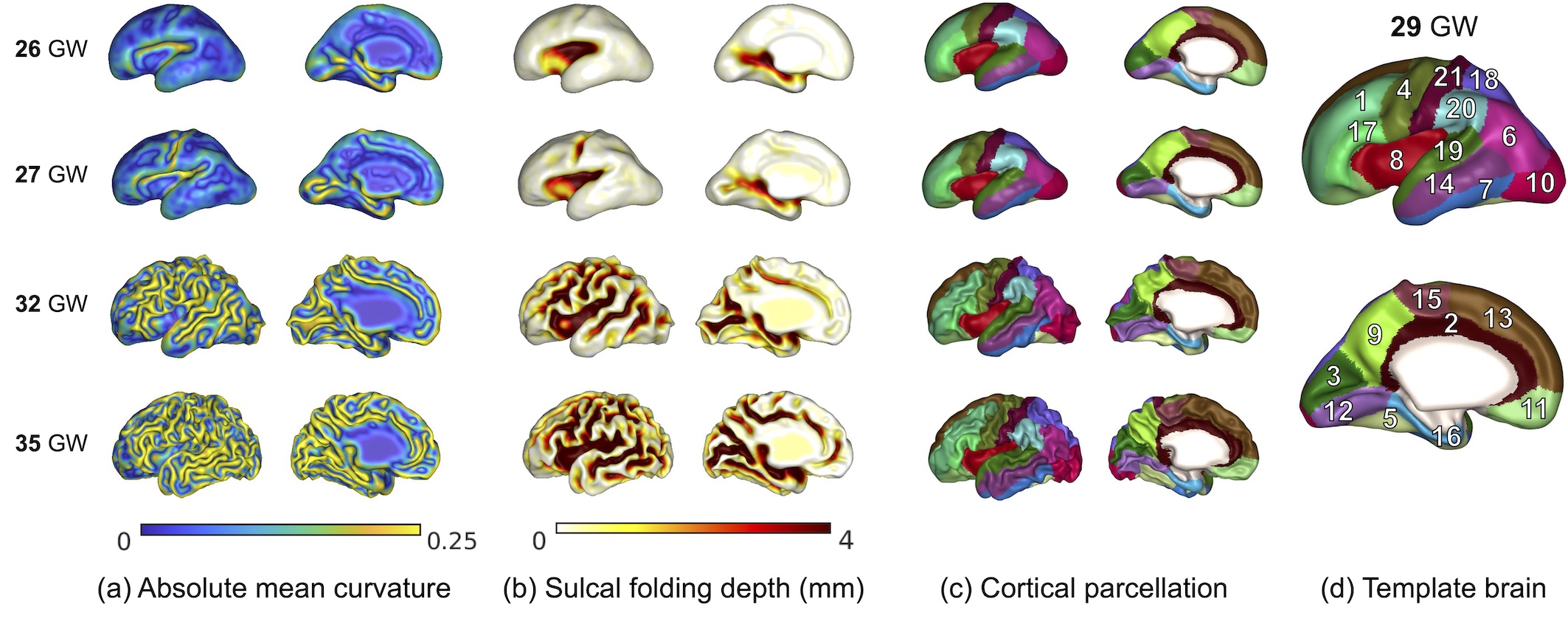 FIgure2_cortical.jpeg